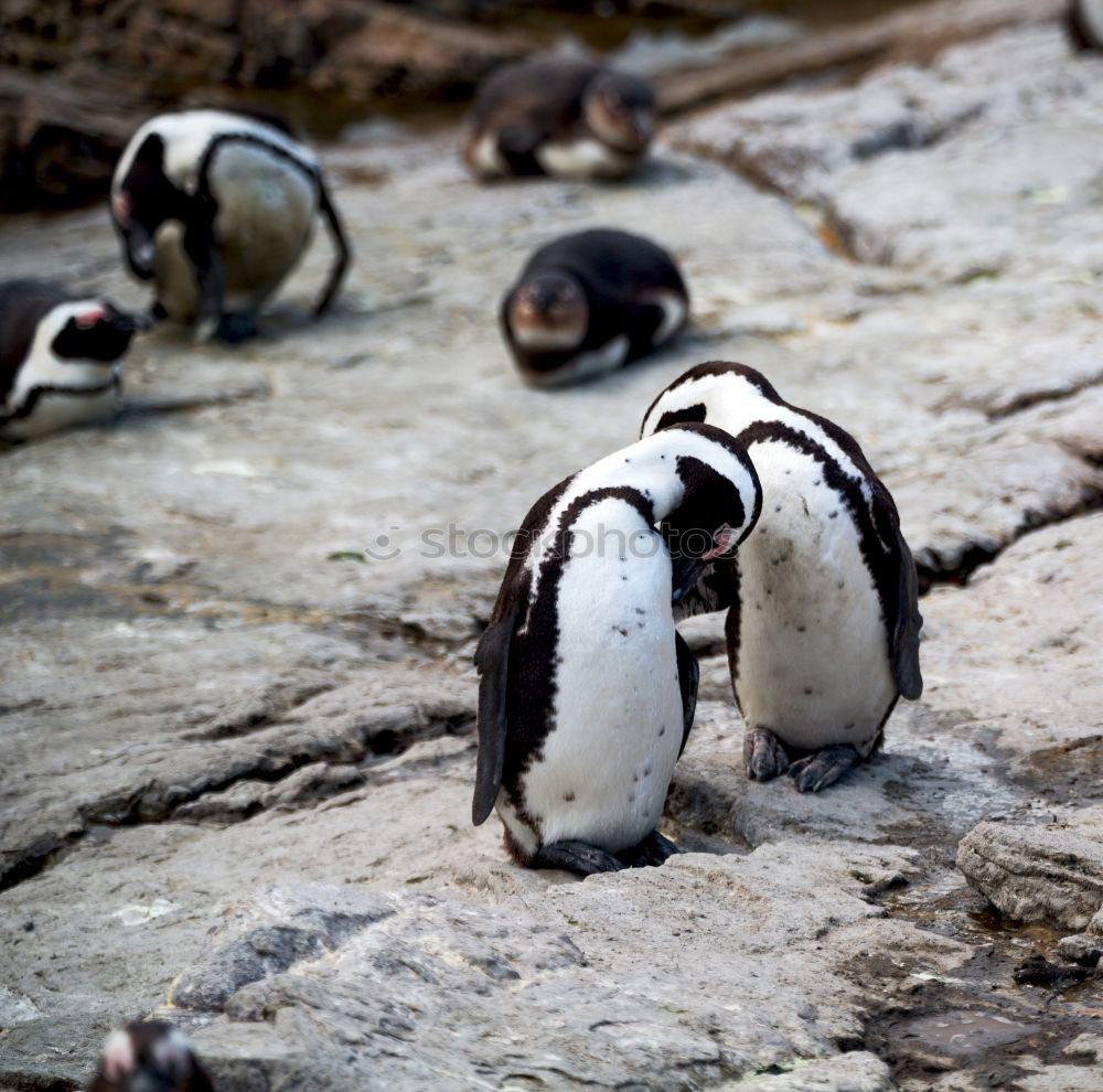 Similar – Image, Stock Photo Puffins oOOO Grass Coast