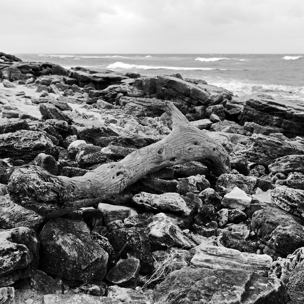 Similar – Image, Stock Photo Fehmarn Environment Nature