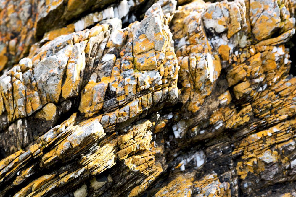 Similar – Image, Stock Photo lichen again Rock