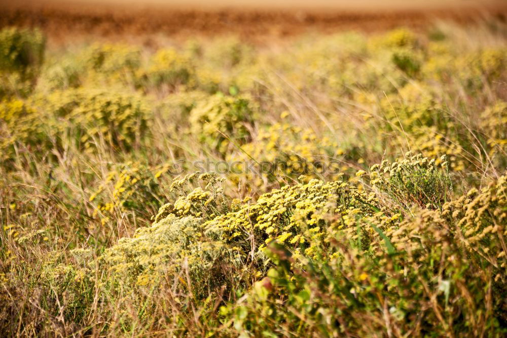 roe deer watching from wheat field