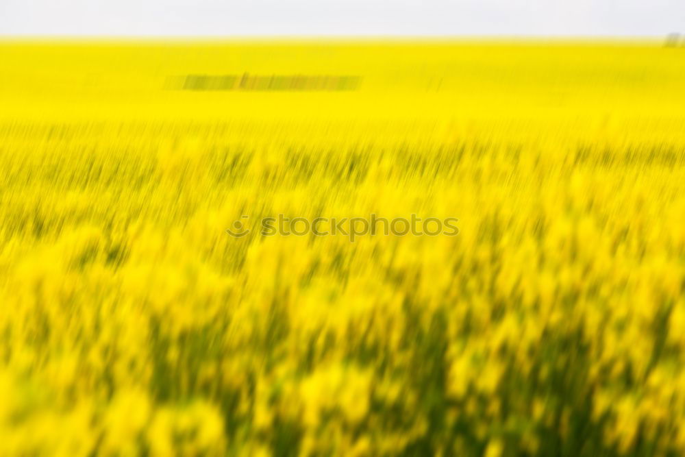 Similar – Peace in Rapsfeld I Canola