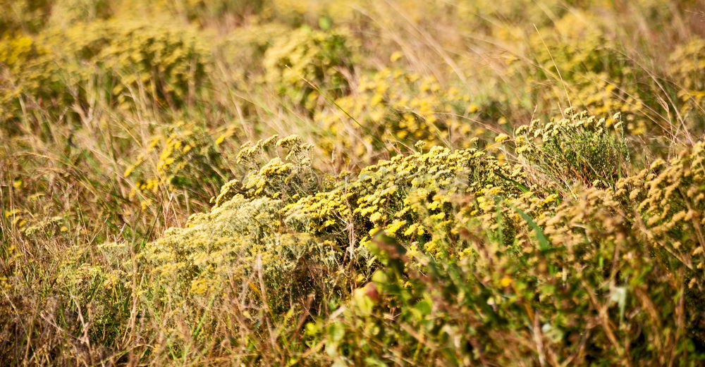 Similar – gold Plant Sunlight Spring