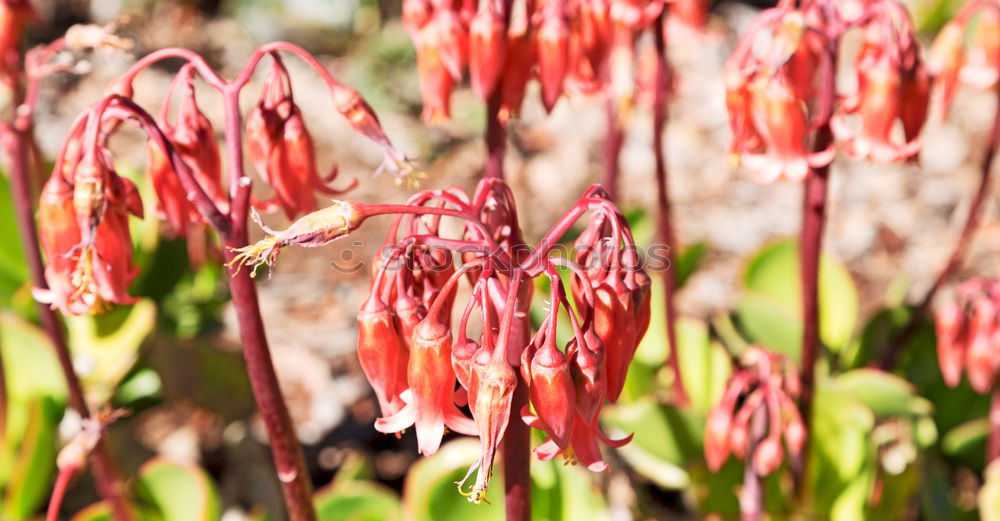 Similar – flower panorama Blossom