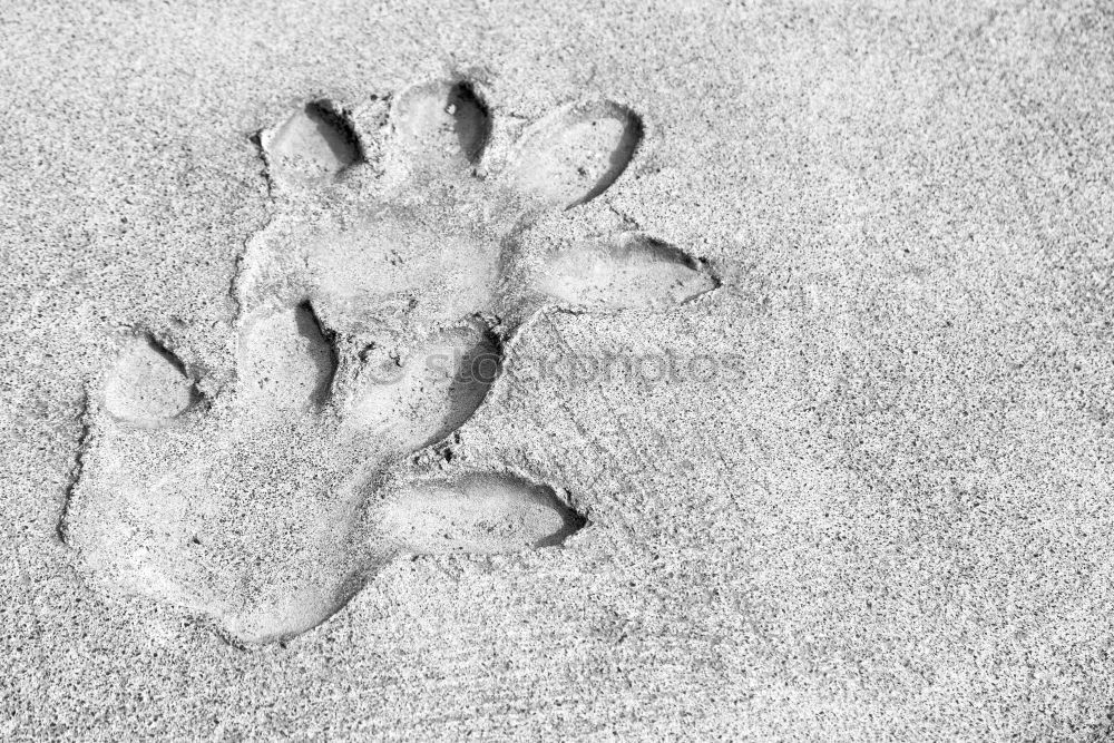 Similar – Image, Stock Photo traces in the sand…