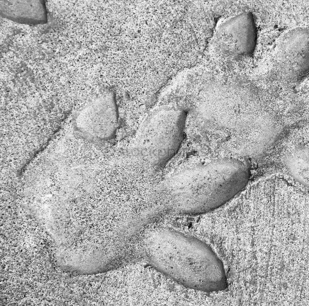 Similar – Image, Stock Photo Footprint in the sand Traces in the sand