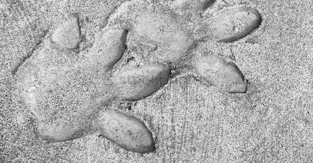 Similar – Image, Stock Photo barefoot Feet Wet Barefoot