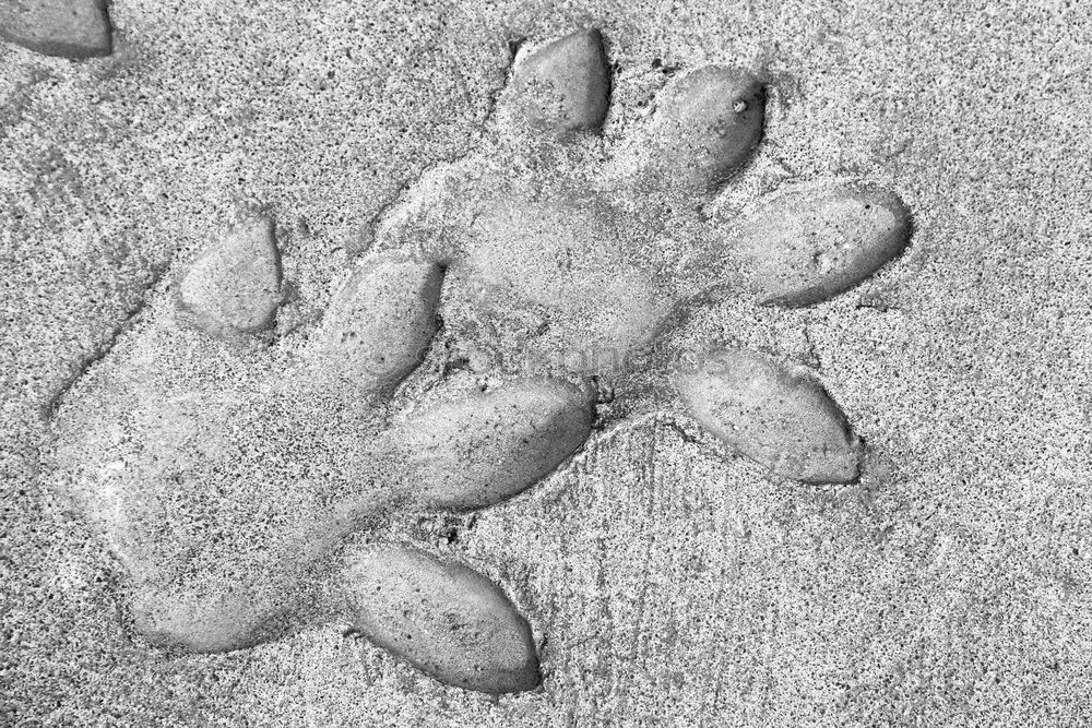 Image, Stock Photo Footprint in the sand Traces in the sand