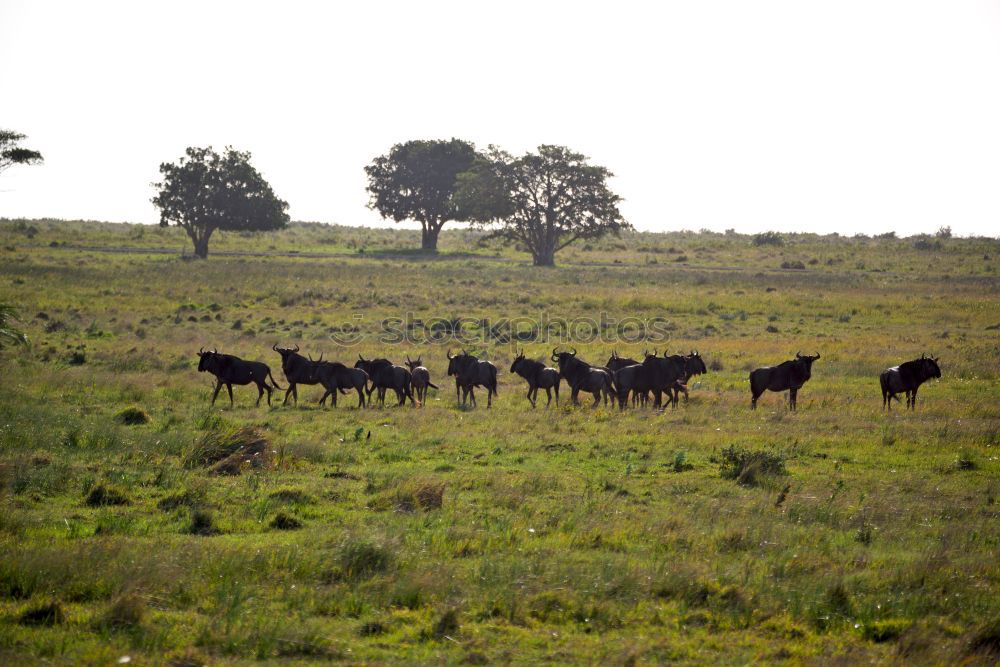 Similar – Image, Stock Photo horses Environment Nature