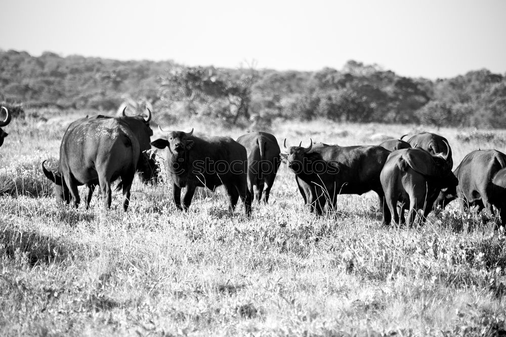 Similar – Image, Stock Photo galloway Environment