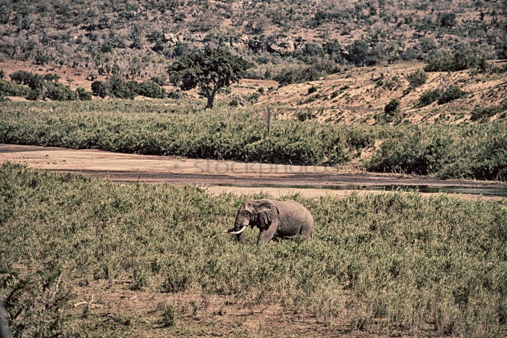 Similar – Image, Stock Photo # 846 Elephant Colossus