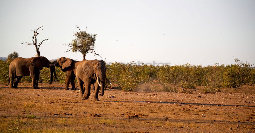 Similar – Image, Stock Photo horses Environment Nature