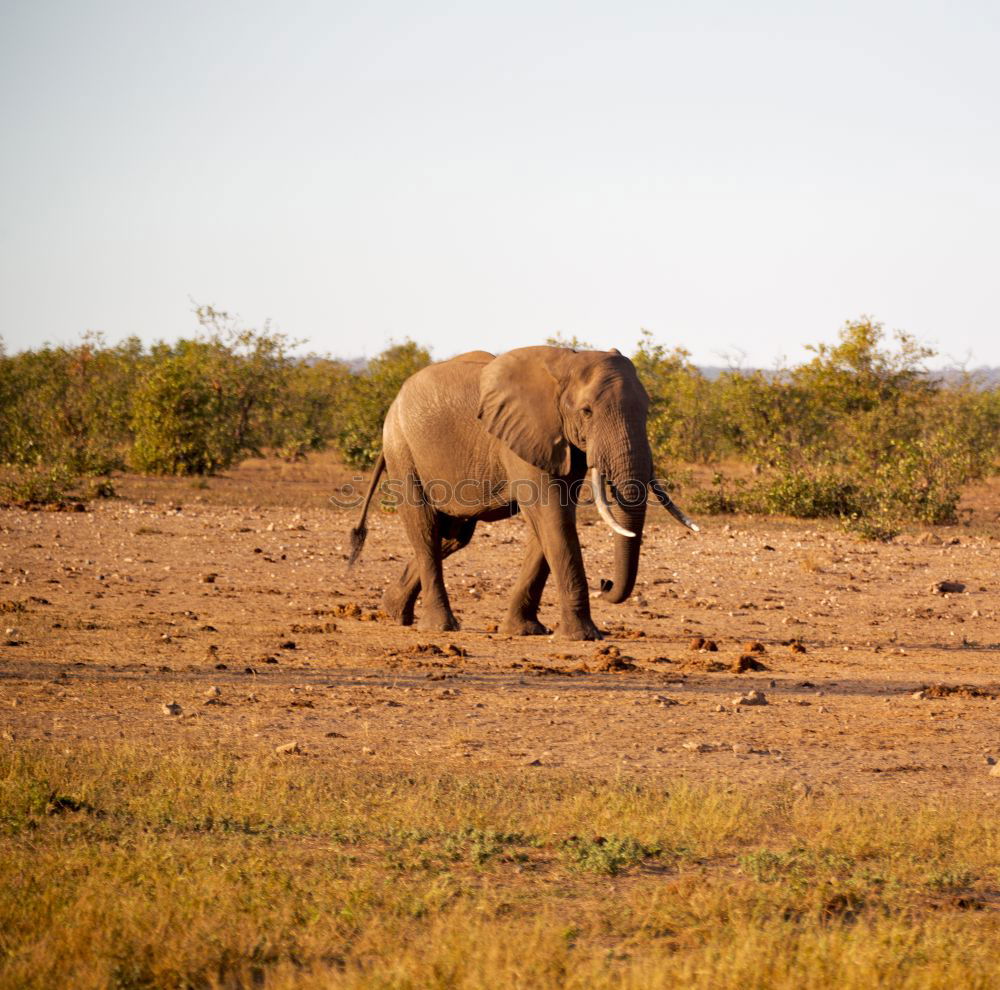 Similar – Image, Stock Photo baby elephant Elephant