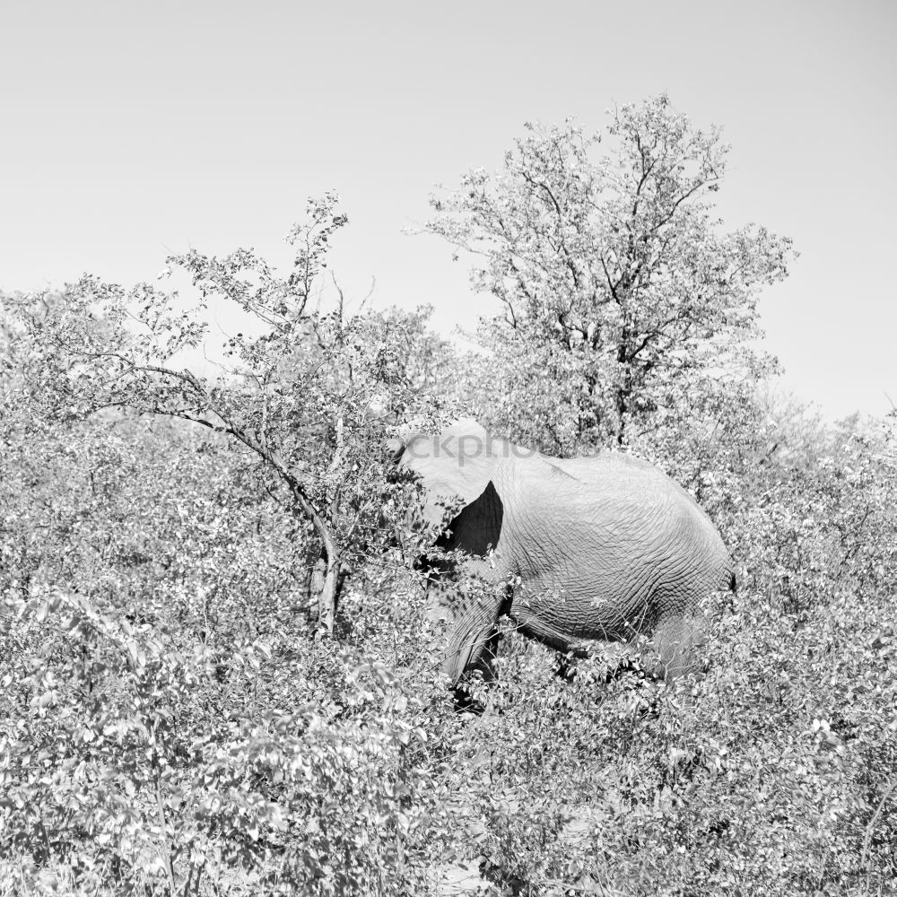 Similar – Image, Stock Photo scene. Nature Spring Tree