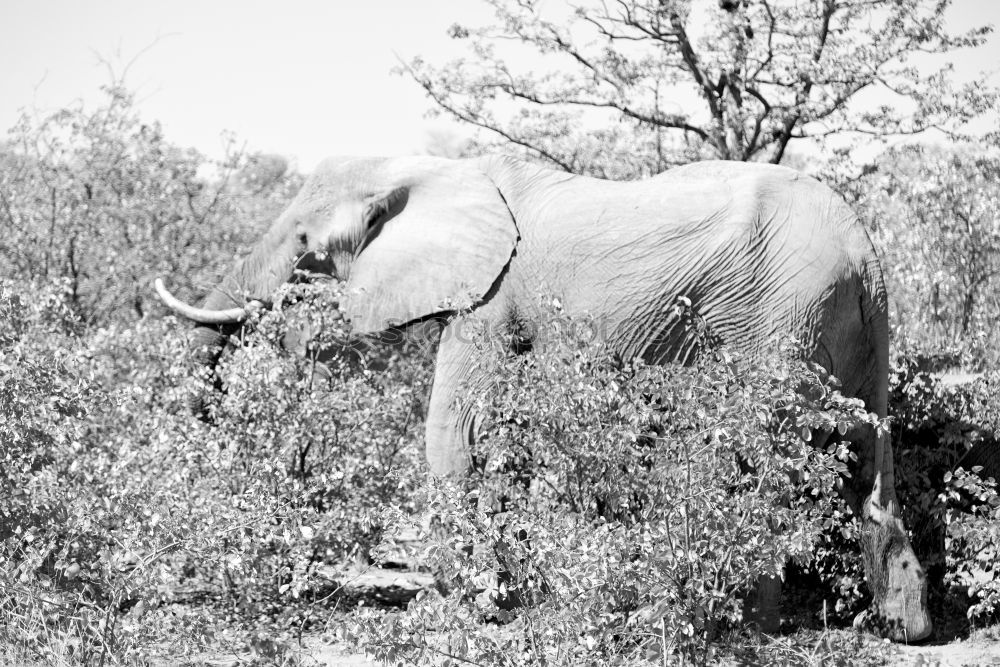 Similar – Image, Stock Photo the sow is dead… Hunter