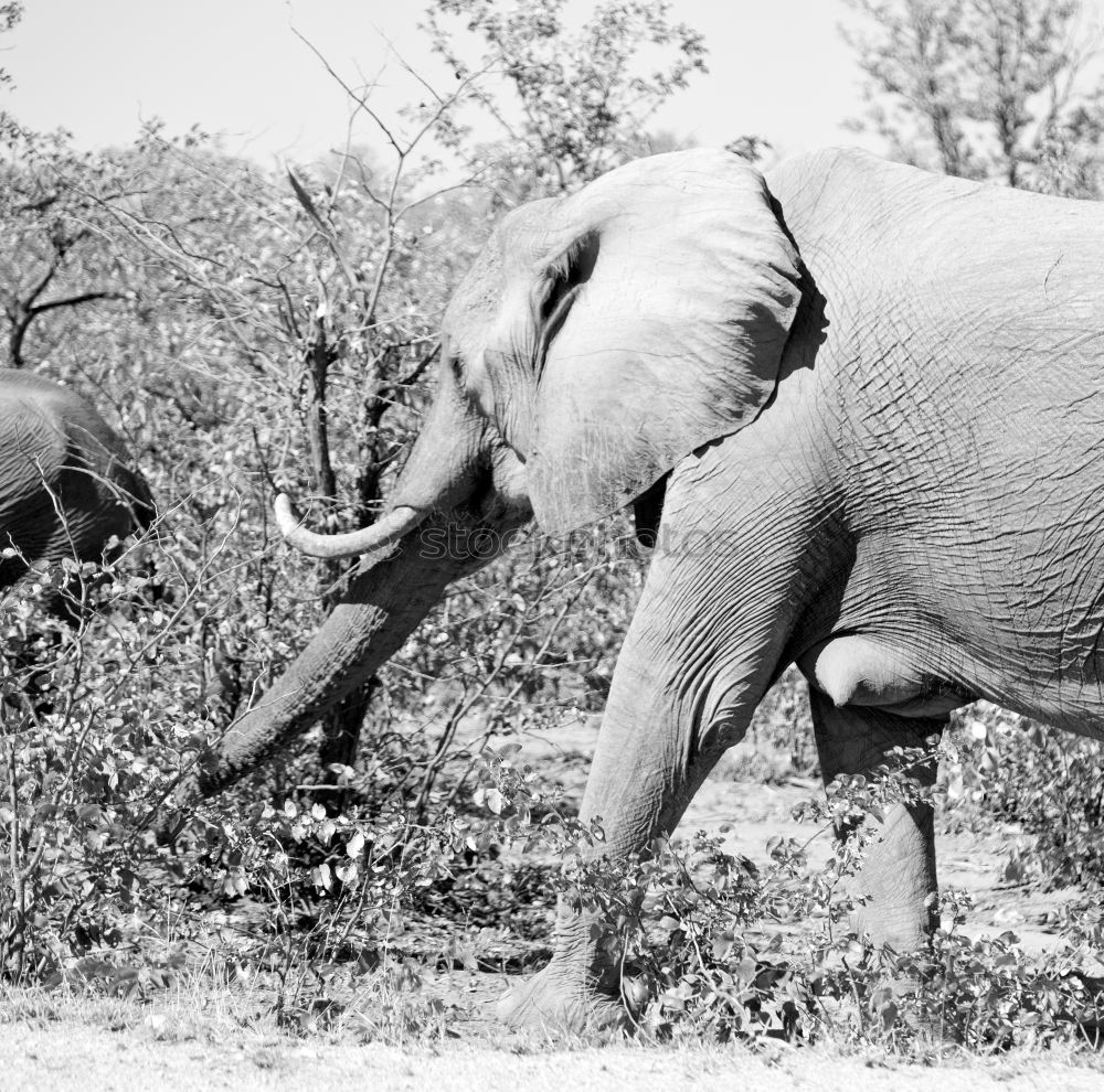 Image, Stock Photo the sow is dead… Hunter