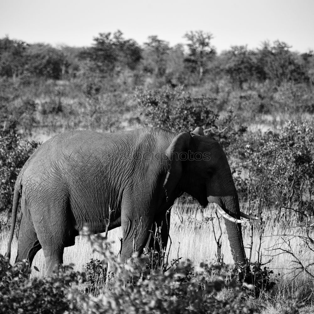 Similar – Image, Stock Photo Photo Safari with Elegant Sri Lanka