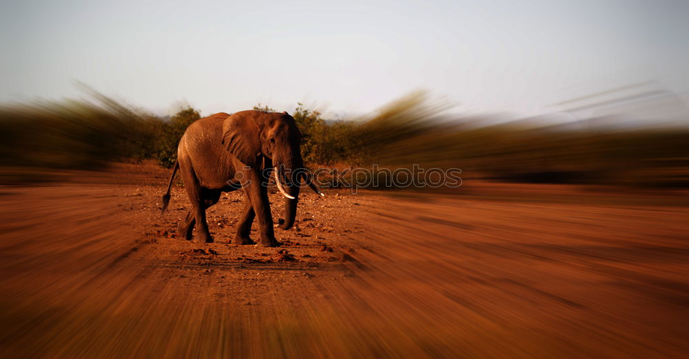 Similar – Image, Stock Photo Saddled camels resting on ground