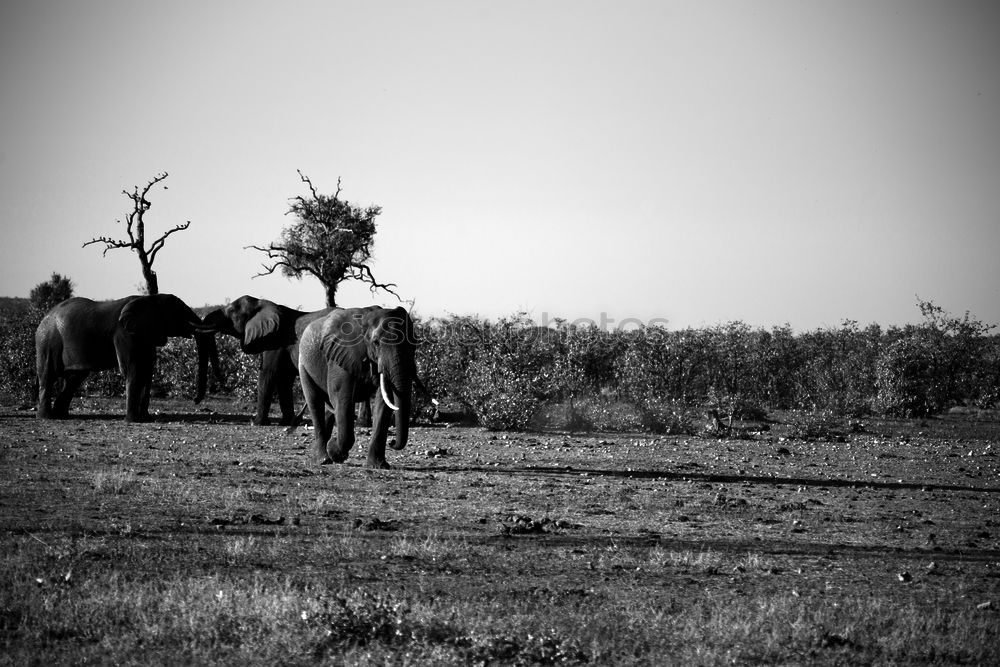 Similar – Angsthasen Jagd Umwelt