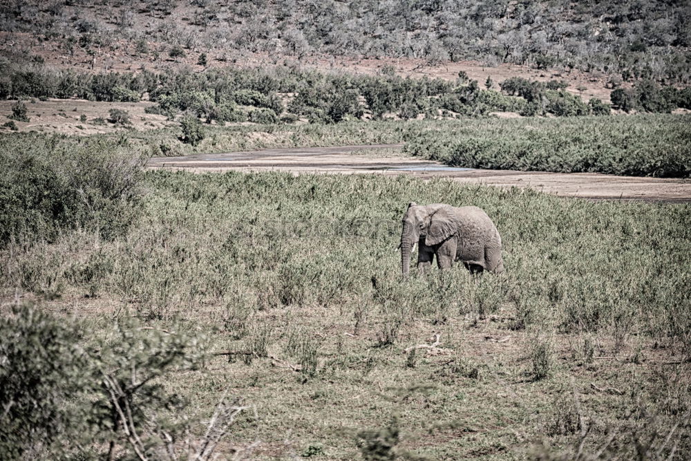 Similar – Image, Stock Photo # 846 Elephant Colossus