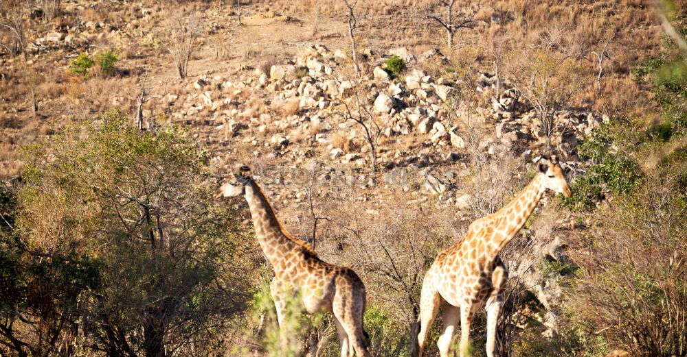 Similar – Foto Bild Guanacos exotisch Safari