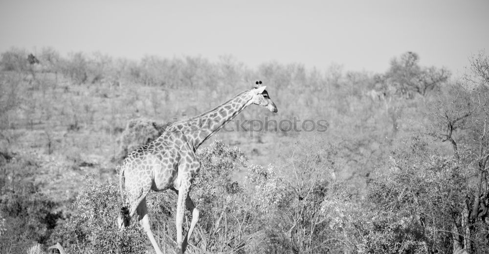 Similar – Foto Bild Reh-Pobbes Tier Wildtier