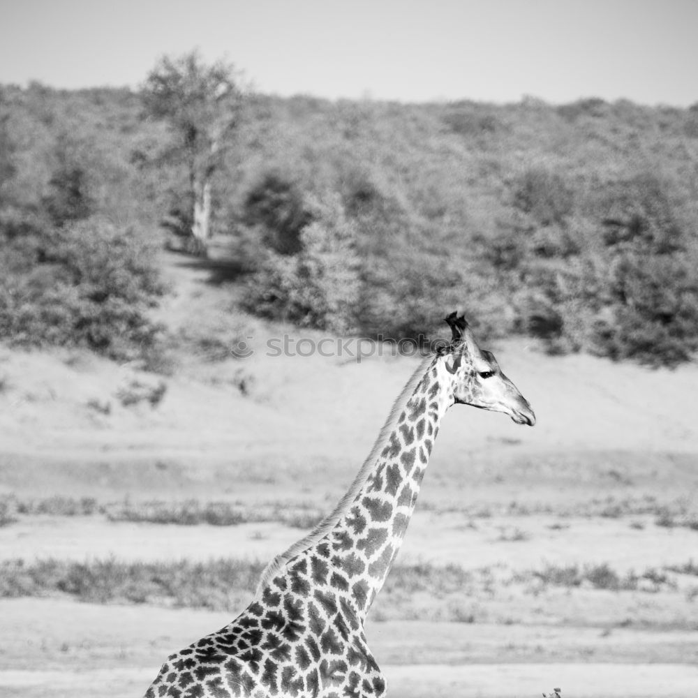 Similar – Foto Bild Portrait einer Giraffe