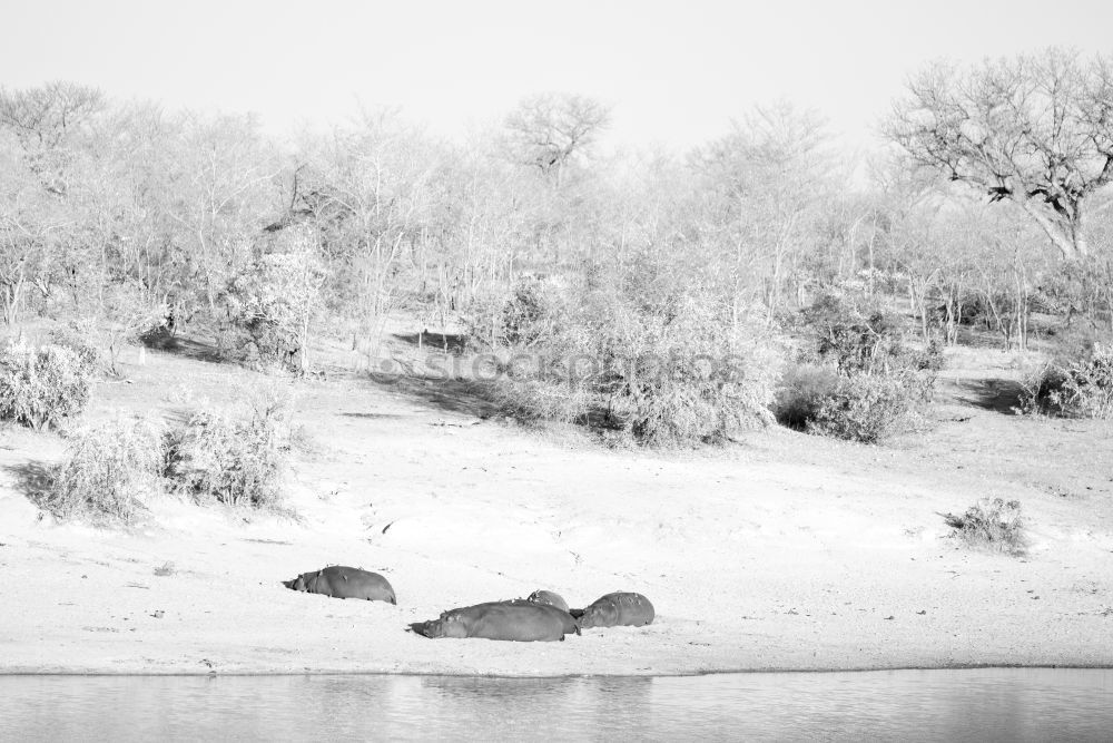 Similar – cows Nature Landscape