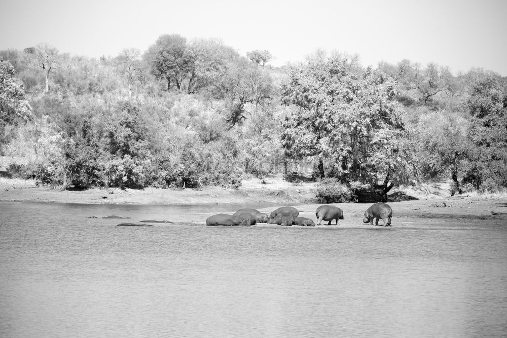 Similar – Foto Bild Familie Elchinger