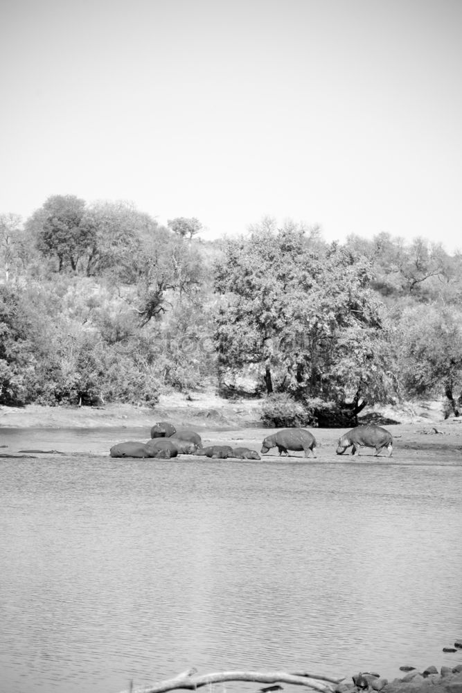 Similar – Foto Bild am baum lehnend den see betrachtend