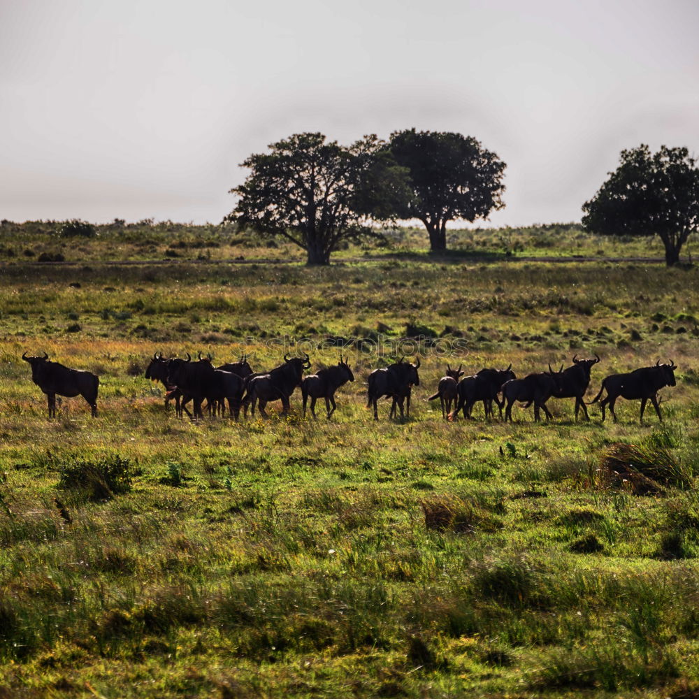 Image, Stock Photo horses Environment Nature