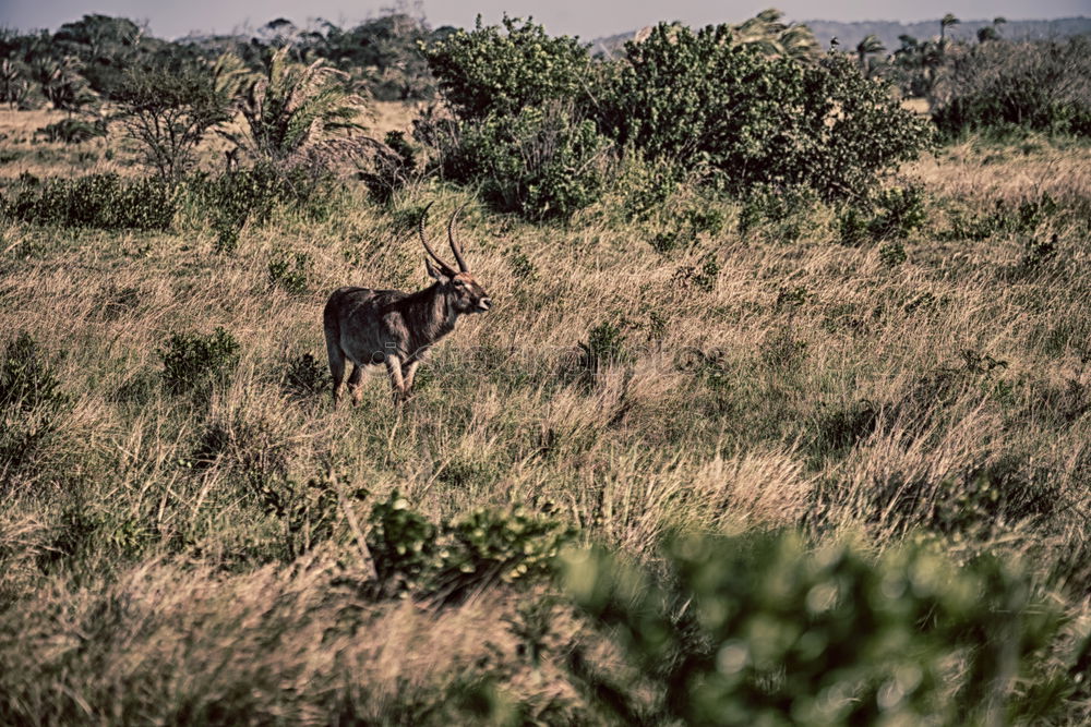 Similar – Image, Stock Photo kudu Kudu Animal Adventure