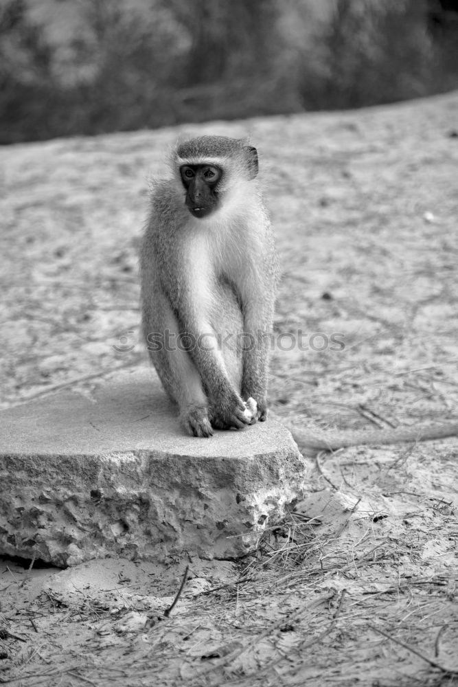 Similar – Foto Bild Baby Klettern Bergsteigen