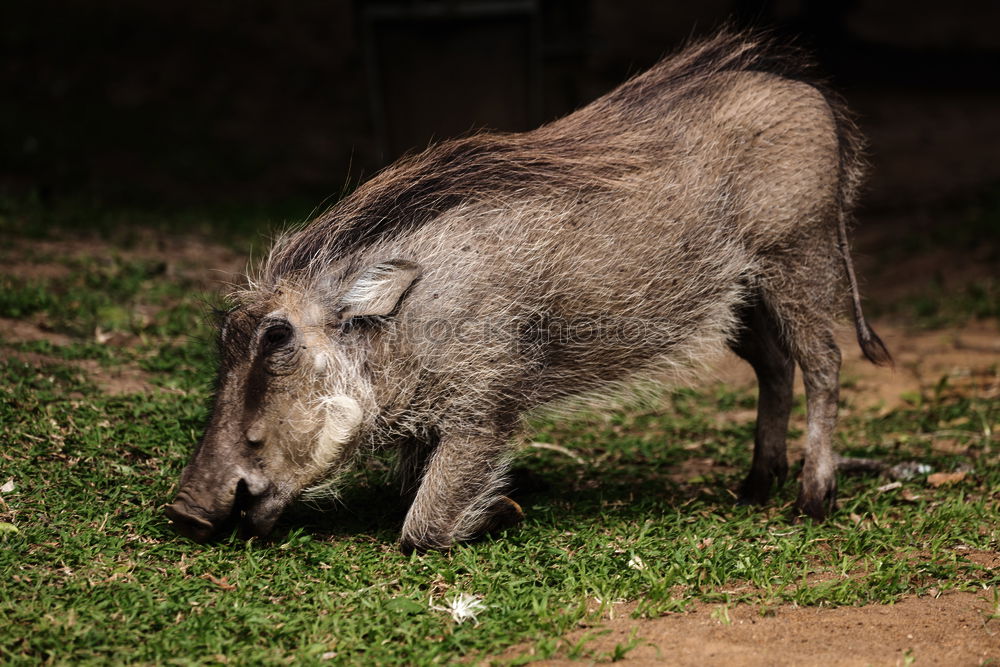 Similar – Image, Stock Photo huge wild boar coming towards the camera