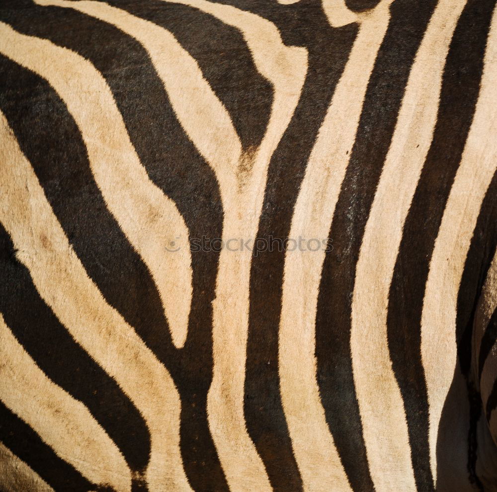 Similar – Image, Stock Photo Zebra on the Strip II