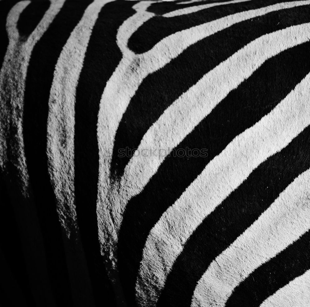 Similar – Zebras von hinten Zoo 3