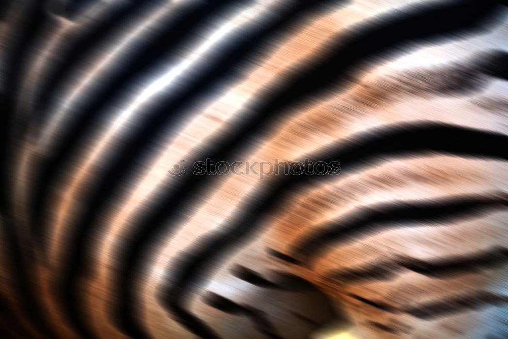 Similar – Image, Stock Photo Little Tiger Animal Cat 1
