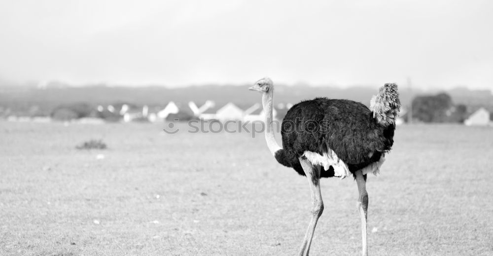 Similar – Bück Dich!!! Afrika tief