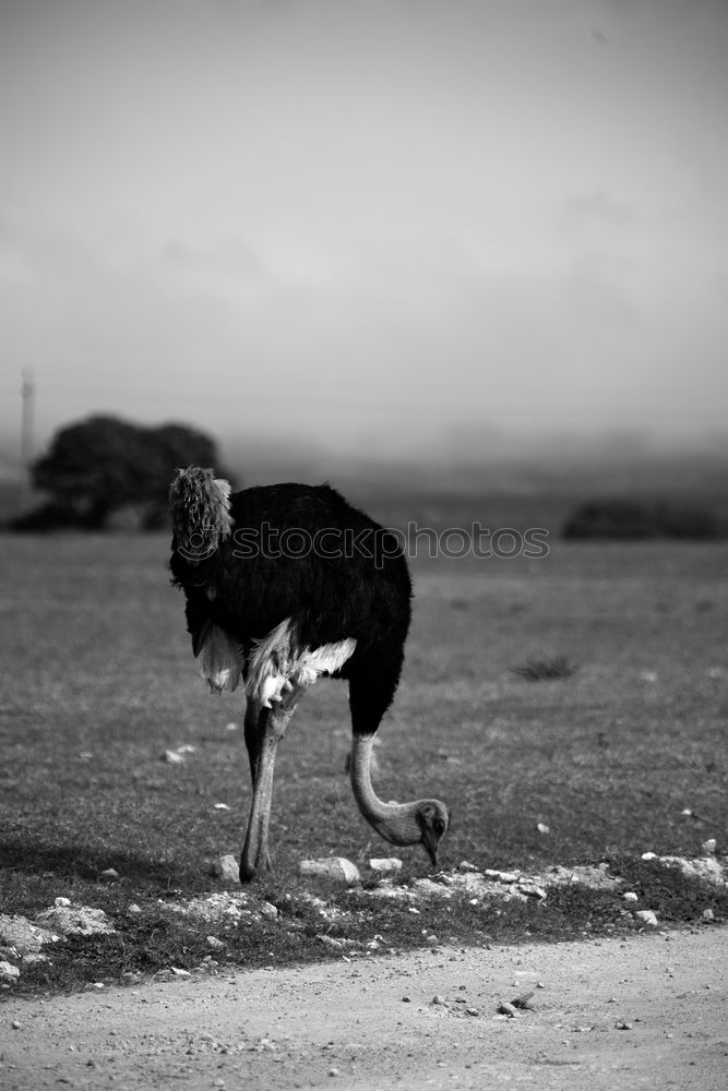 Similar – Funny dog sitting on beach