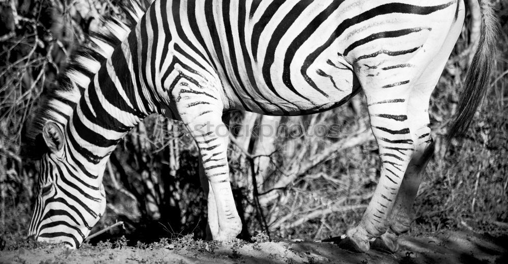 Similar – Streifenarsch. Zebra weiß