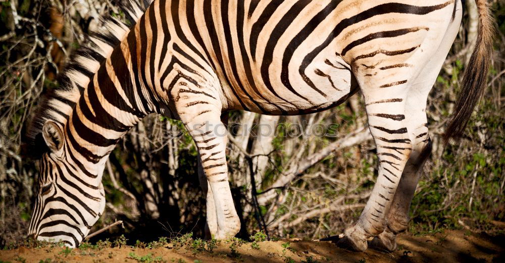 Similar – Image, Stock Photo Isolated zebra walking in the savannah