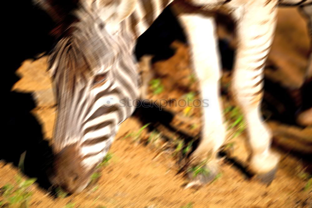 Similar – Image, Stock Photo Vintage horse Horse