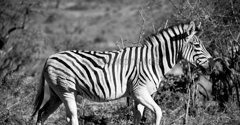 Similar – Zebras Tier Tierpaar