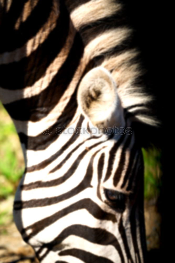 Similar – Streifenarsch. Zebra weiß