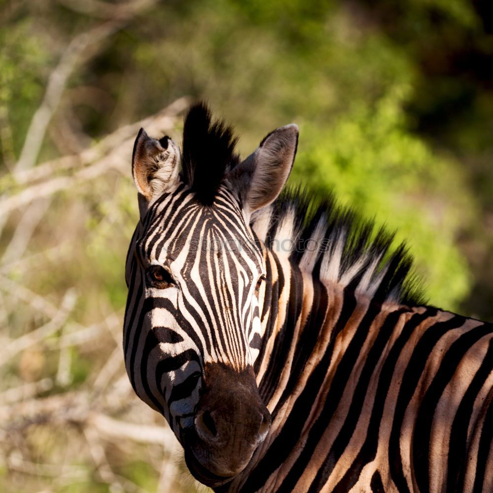 Similar – Zebras standing together 2