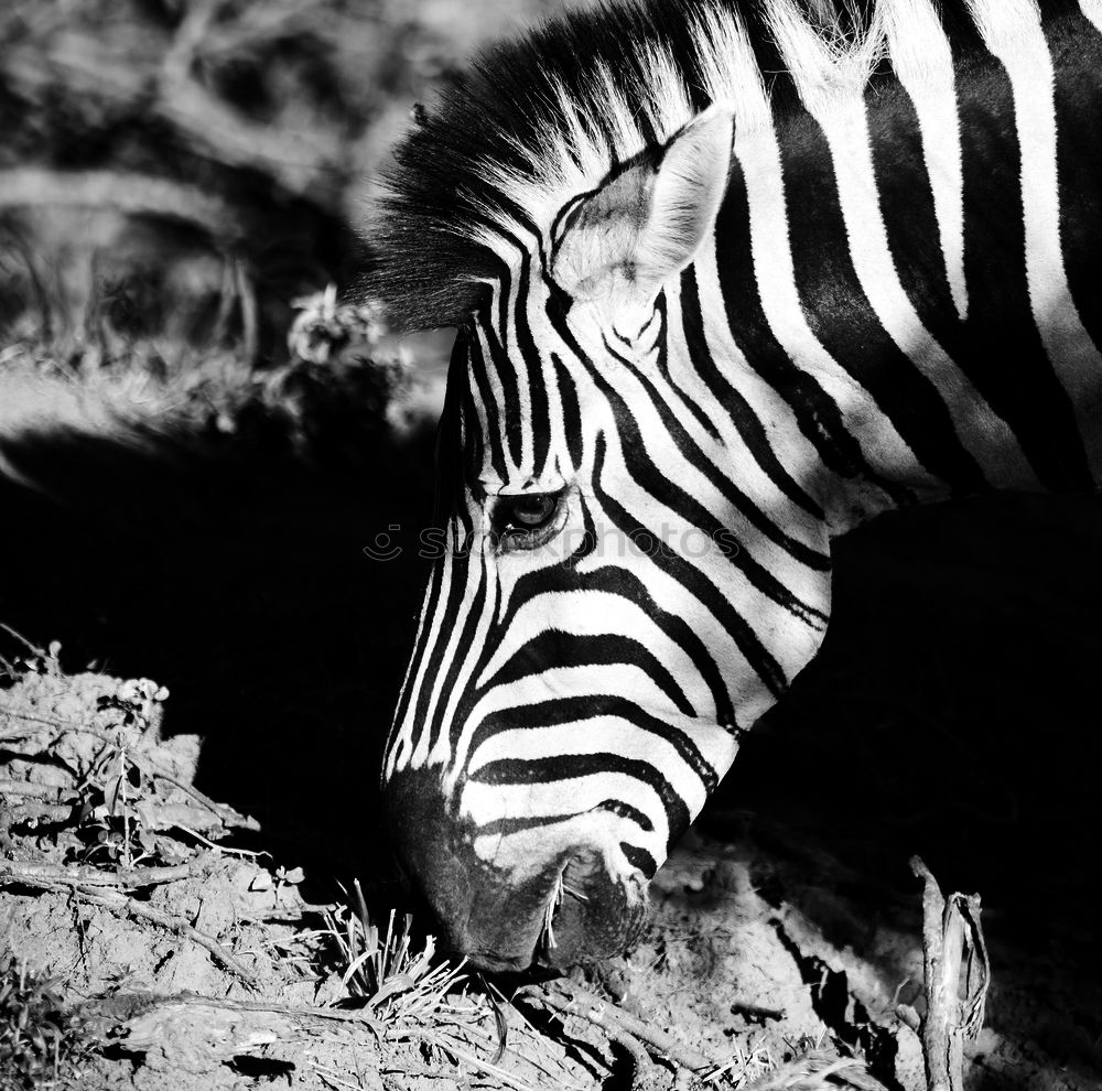 Similar – zebras Zebra In pairs