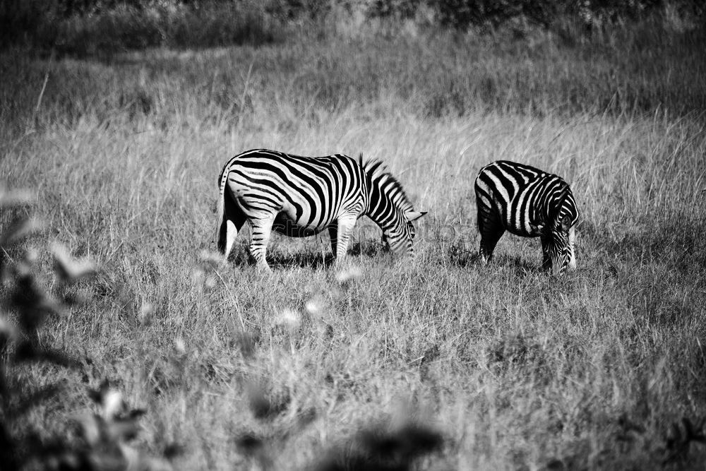 Similar – Zebras Tier Tierpaar