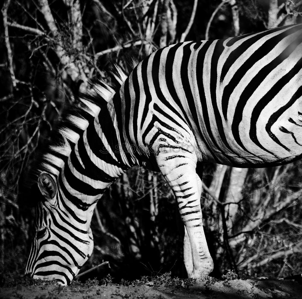 Similar – Foto Bild Zebra I Wildtier