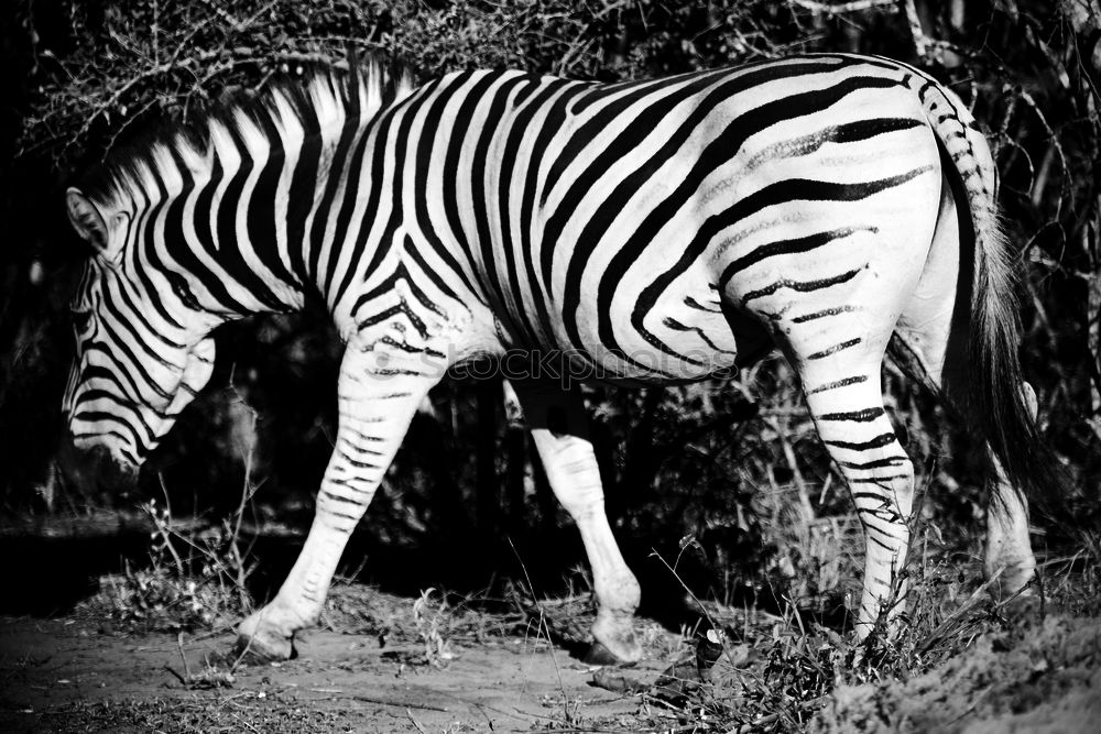 Similar – Mama, da steht ein Zebra im Garten…