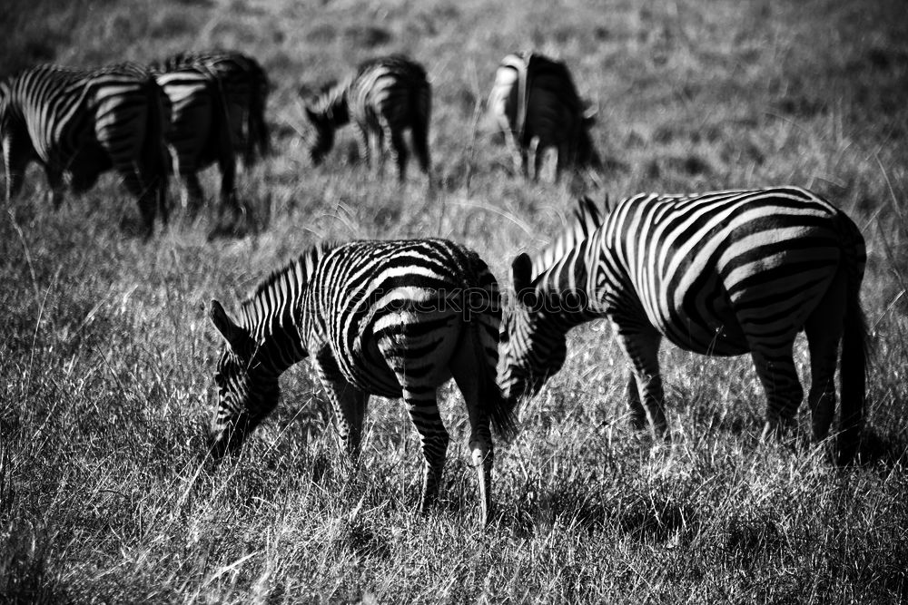 Similar – Zebras Tier Tierpaar