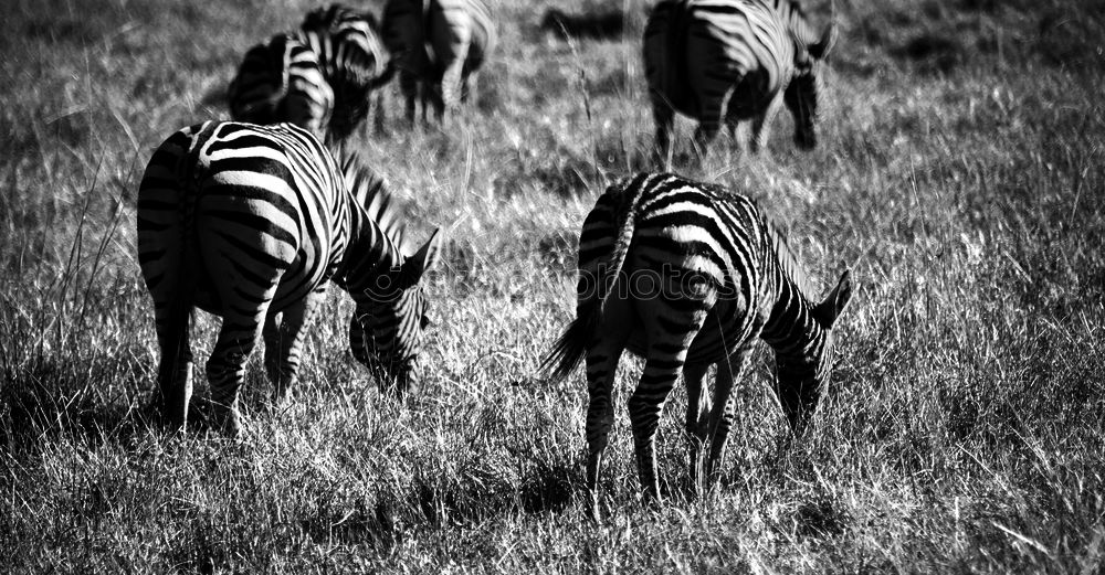 Similar – Zebras Tier Tierpaar